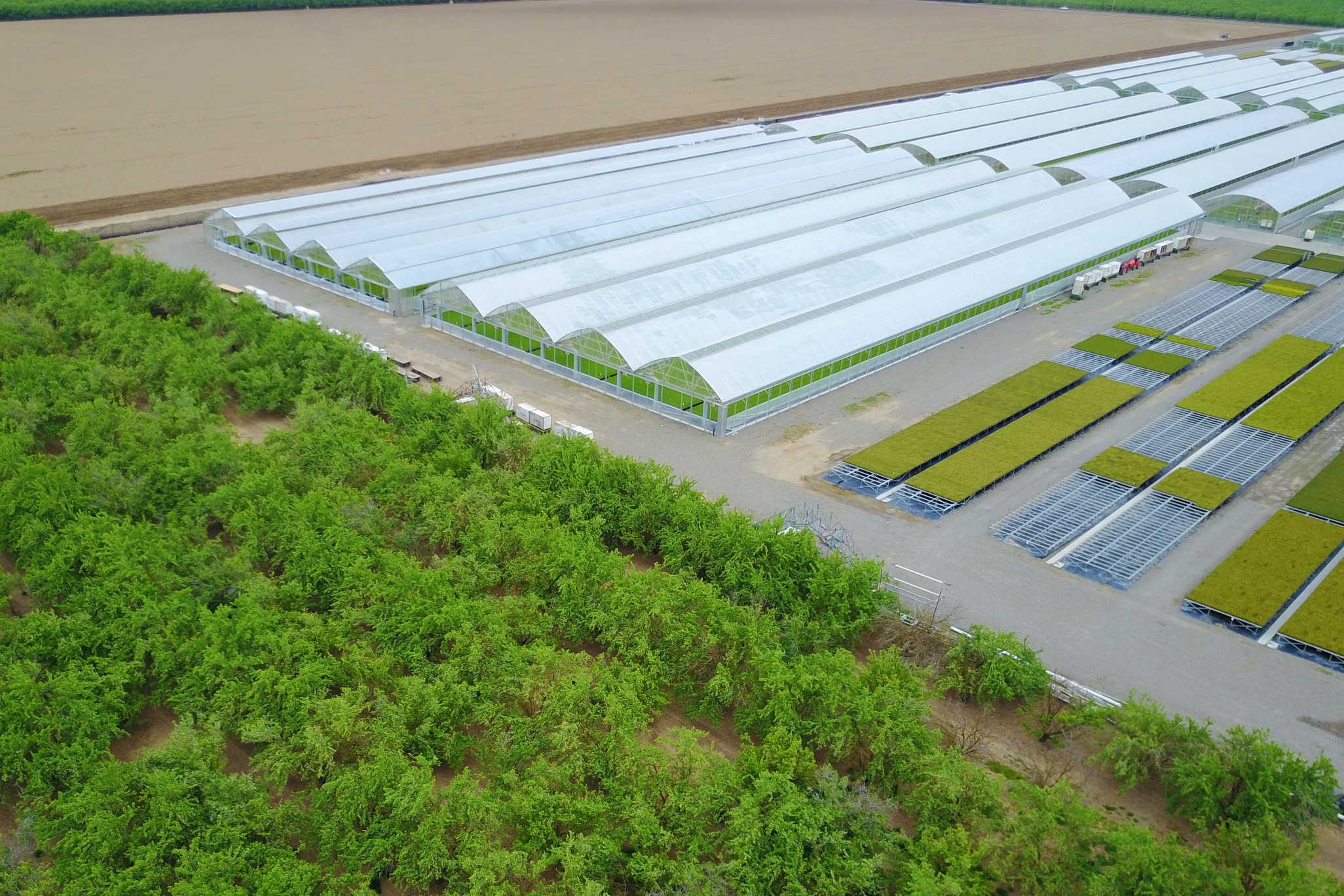 Commercial Greenhouse Continental