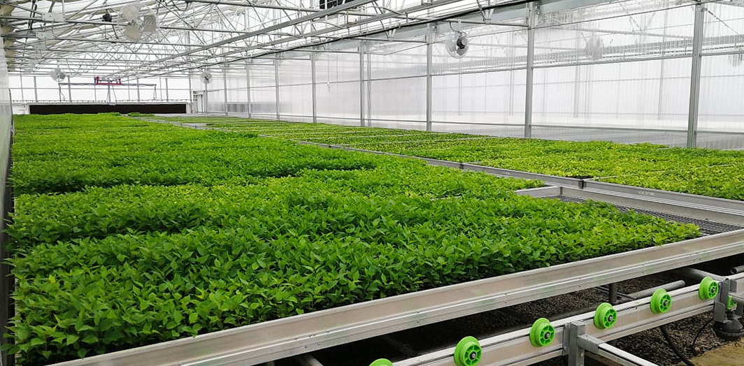 Green Nova Nursery | Agra Tech