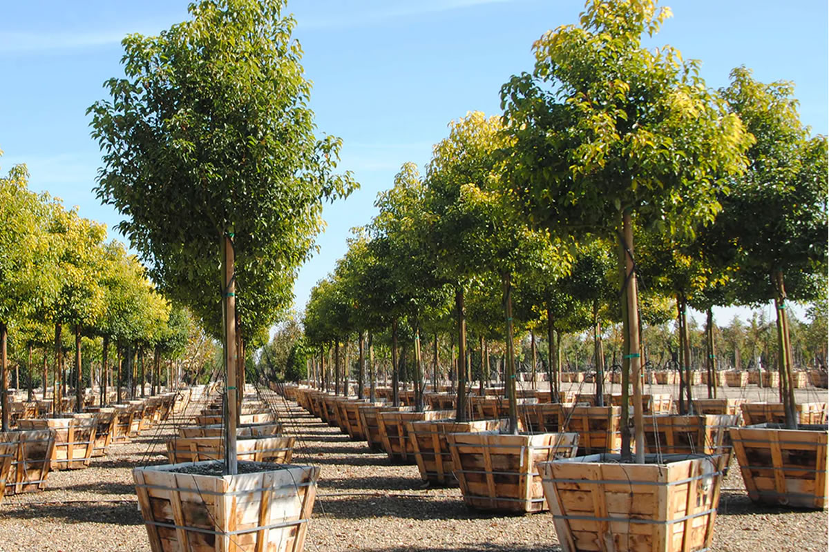 Boething Treeland Farms Grows with Agra Tech Greenhouses | Agra Tech