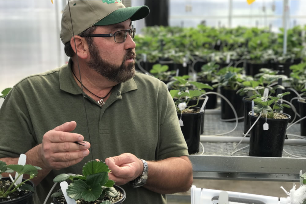 California Berry Cultivars is a World-Class "Strawberry Start-Up" | Agra Tech