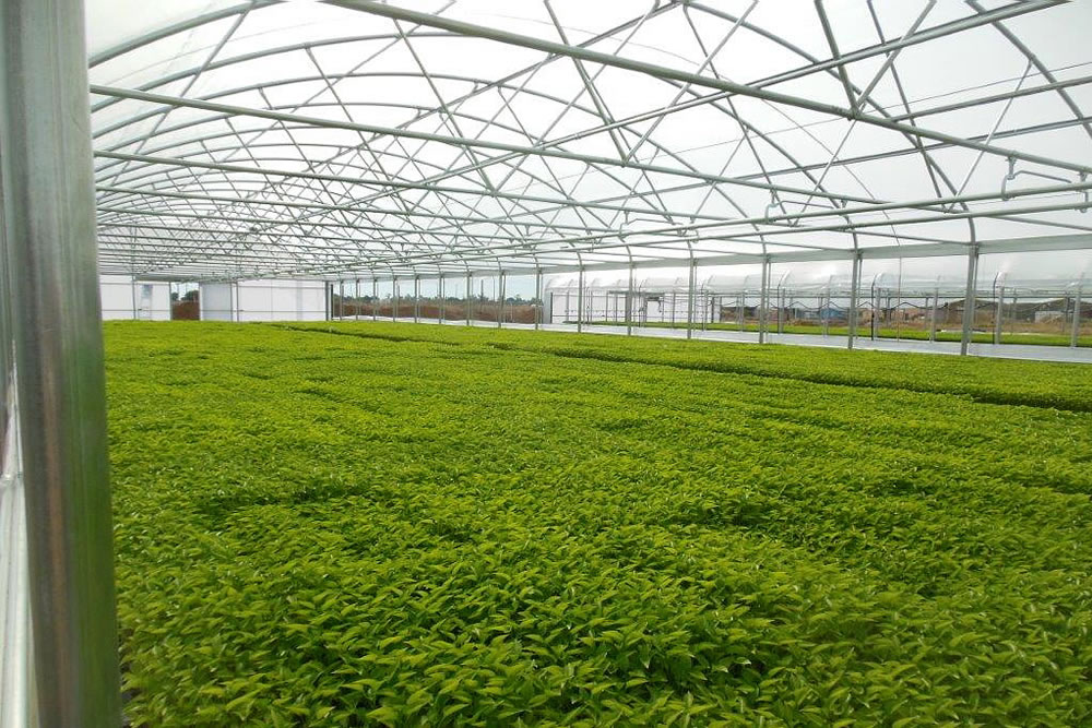 Seeds and Transplants Help Keithly-Williams to Grow | Commercial Greerhouse Manufacturer