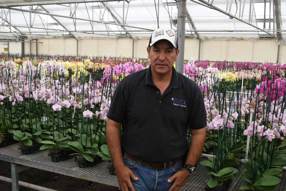 The Finest Orchids in the World are Grown in Agra Tech Greenhouses | Commercial Greerhouse Manufacturer