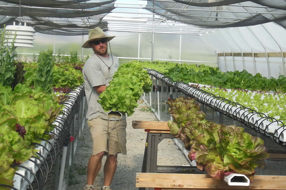 War Veteran/Second-Generation Farmer Embraces Greenhouse Way | Agra Tech