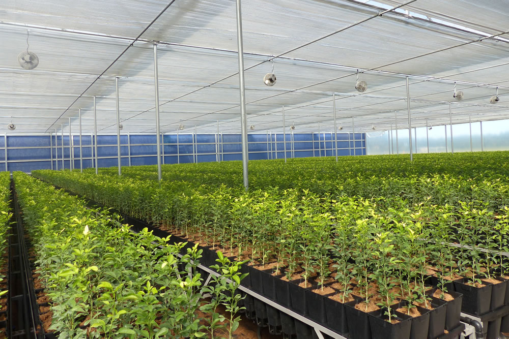 AB Ludvig Svennson's Climate Screens Give Greenhouse Growers More Control | Agra Tech