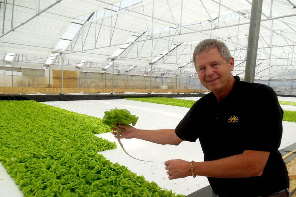 Suncrest USA Shows the Way to a Better Day for Greenhouse Farmers | Commercial Greerhouse Manufacturer