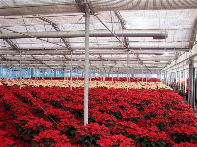 Zalinda Farms got an Insulator greenhouse for a wholesale premium plant nursery in Pala | Zalinda Farms | Pala, CA
