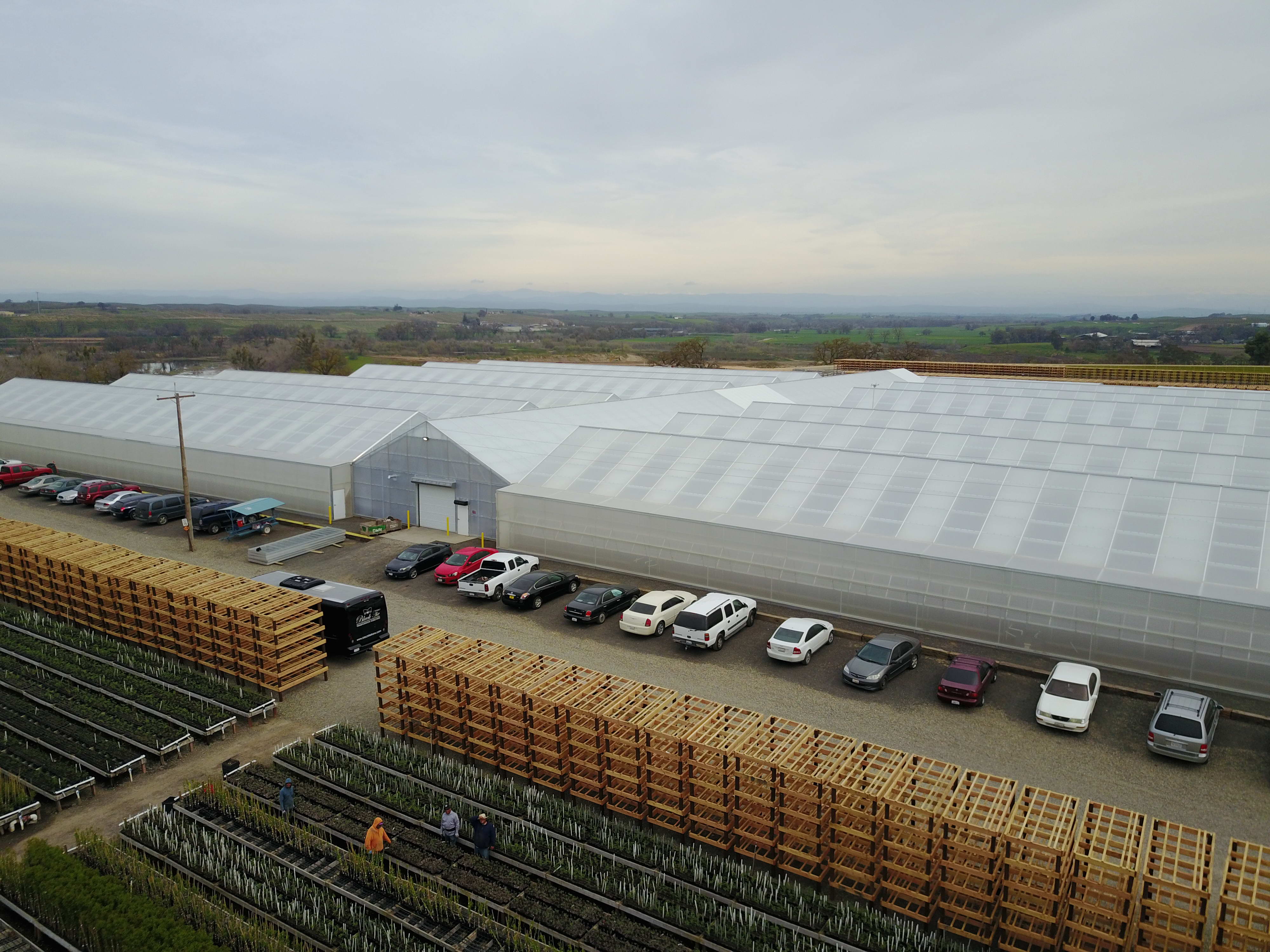 120,000 sq ft expansion increases production, adds efficiency, and saves labor for Dave Wilson NSY | Dave Wilson Nursery, LLC | Hickman, CA