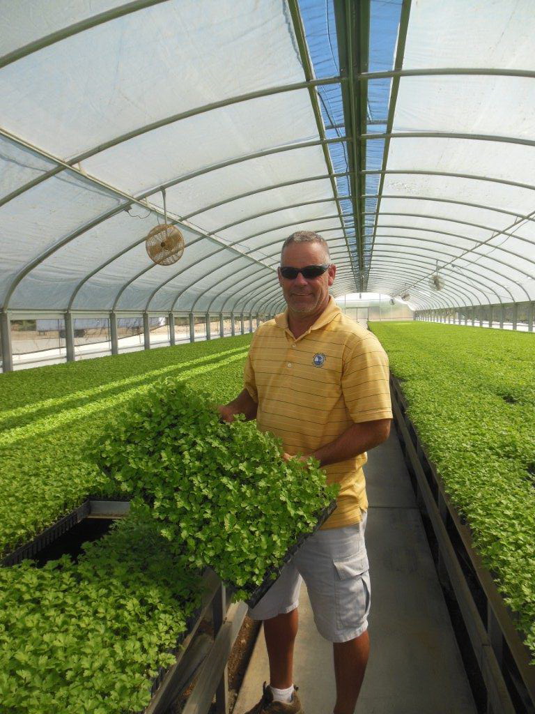 100,000 sq ft Thermolator greenhouses for Woods Transplants | Woods Transplants | Gustine, CA