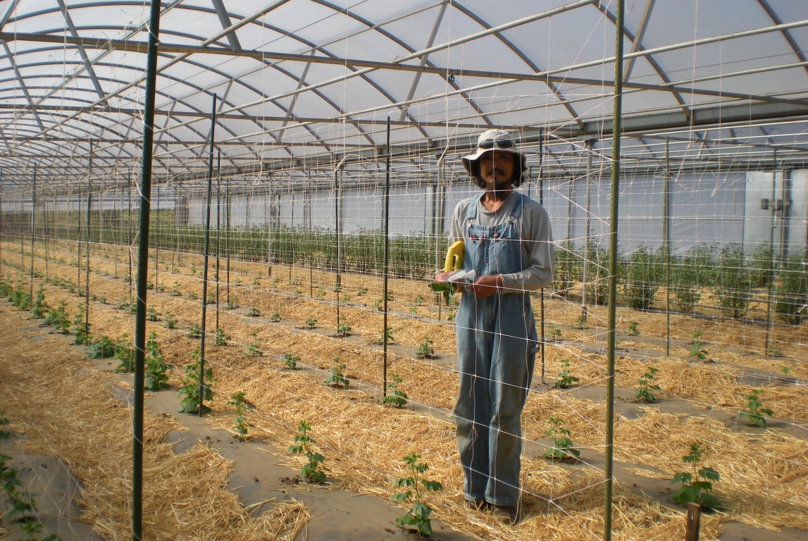 Insulator Greenhouse producing good Harvest at Nijiya Farm | Nijiya Farm | Pala, CA