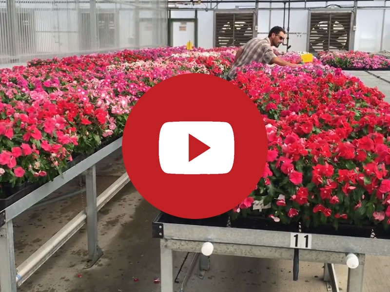 Rolling Benches | Commercial Greenhouse Accessories