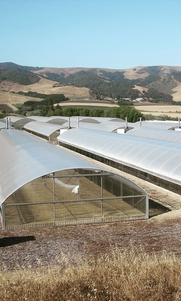 Commercial Greenhouse Manufacturer Equipment & Accessories Vegetables