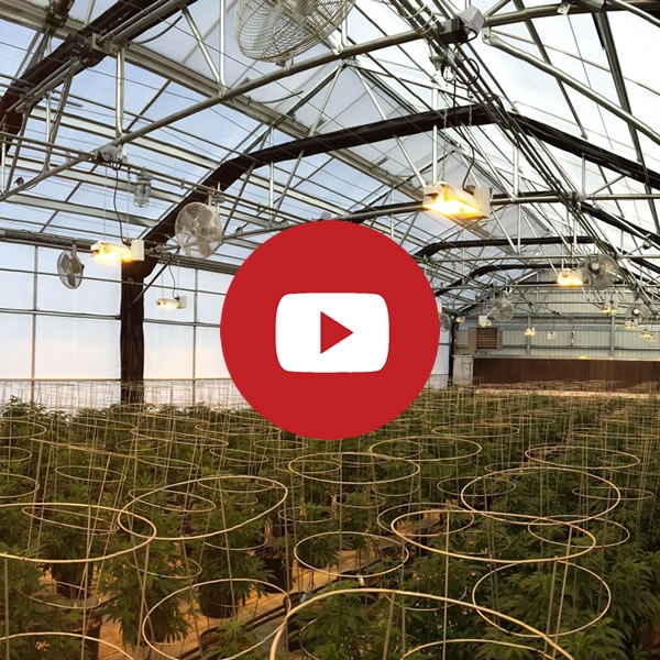 Agra Tech Equinox Light Dep curtain in Solar Light | Cannabis Production