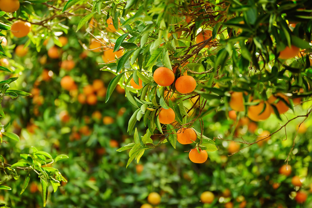 Take Cover - Citrus budwood grown in positive pressure greenhouses keeps pests at bay | Agra Tech
