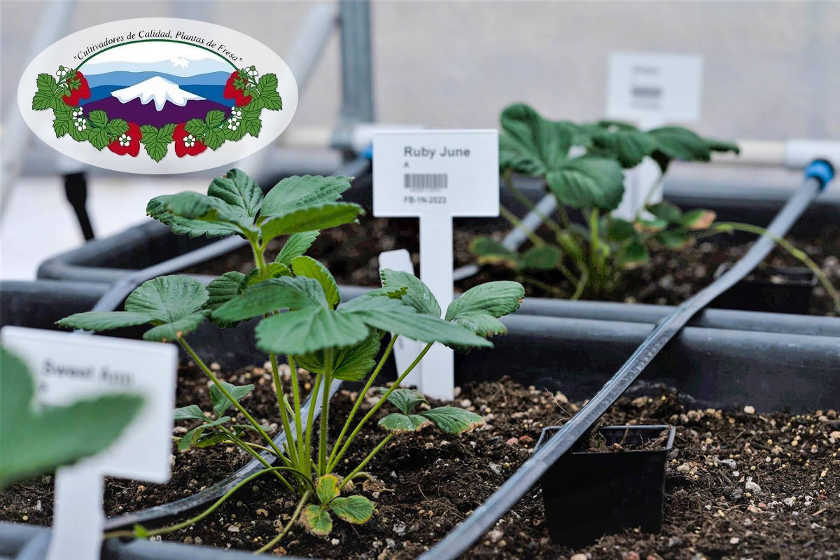 Lassen Canyon Nursery Breeds Strawberry Plants Using Agra Tech Greenhouses | Agra Tech
