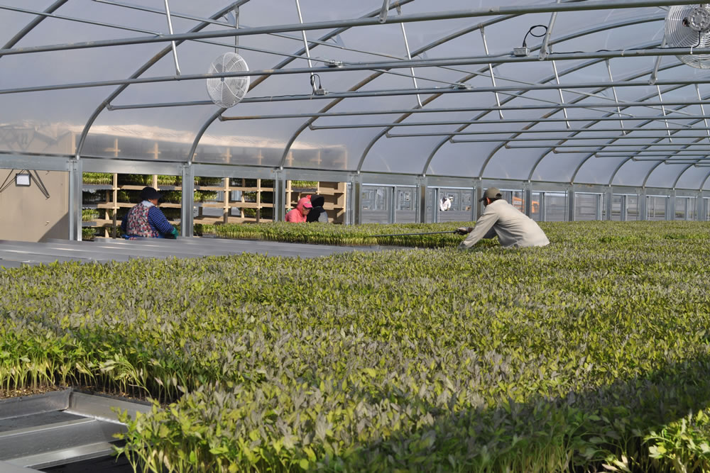 California Transplants Helps Farmers to Get a Growing Start | Commercial Greerhouse Manufacturer