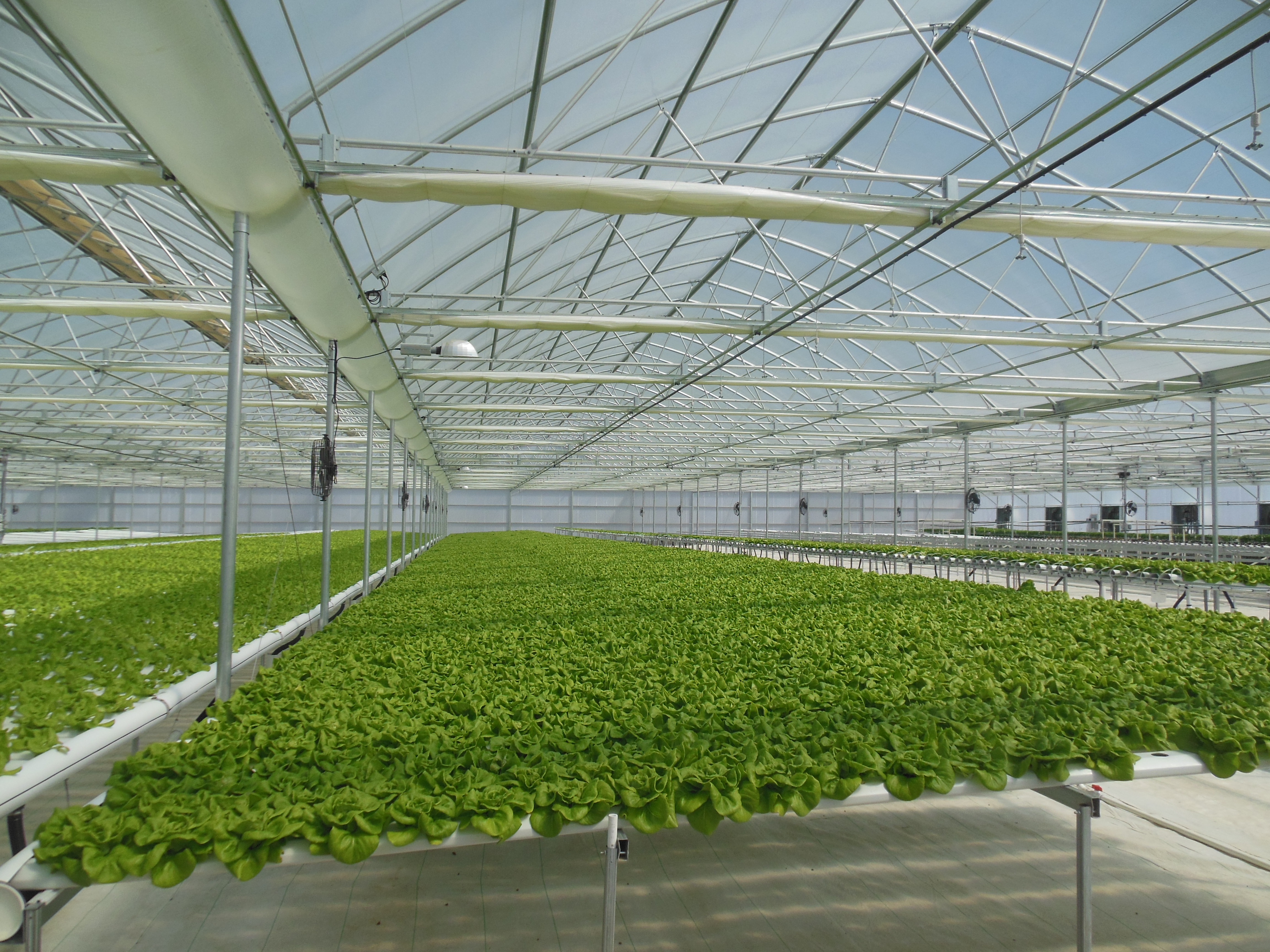 Range of 8 Agra Tech Continental greenhouses at GoGreen Agriculture | GoGreen Agriculture | Encinitas, CA