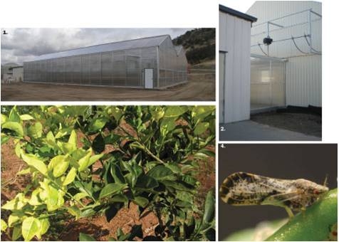 Citrus budwood grown in positive pressure greenhouses keeps pests