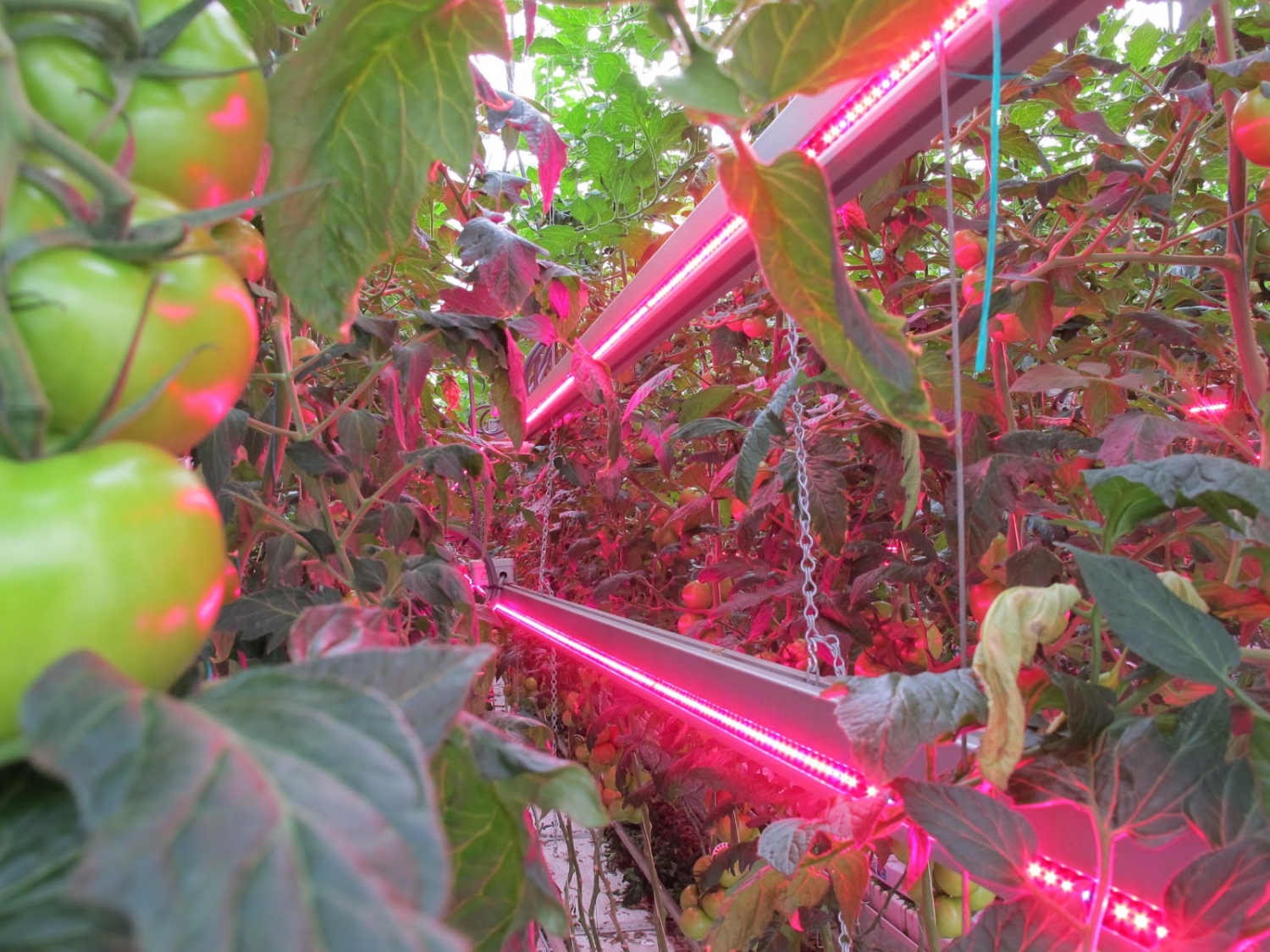 LED lights in commercial greenhouse