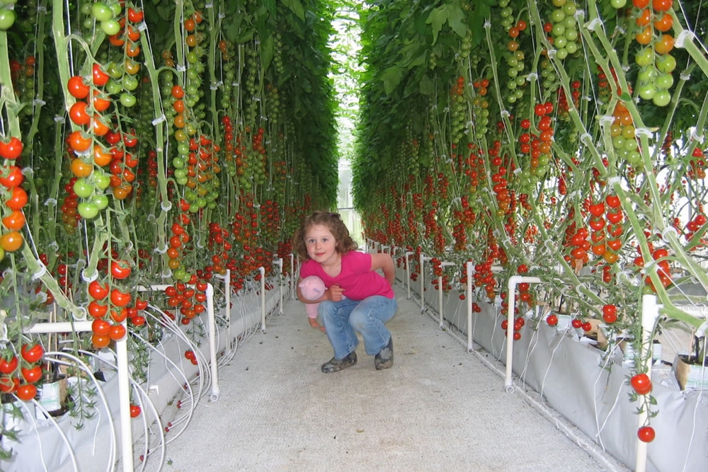 McPhail Farms | Tomatoes greenhouse