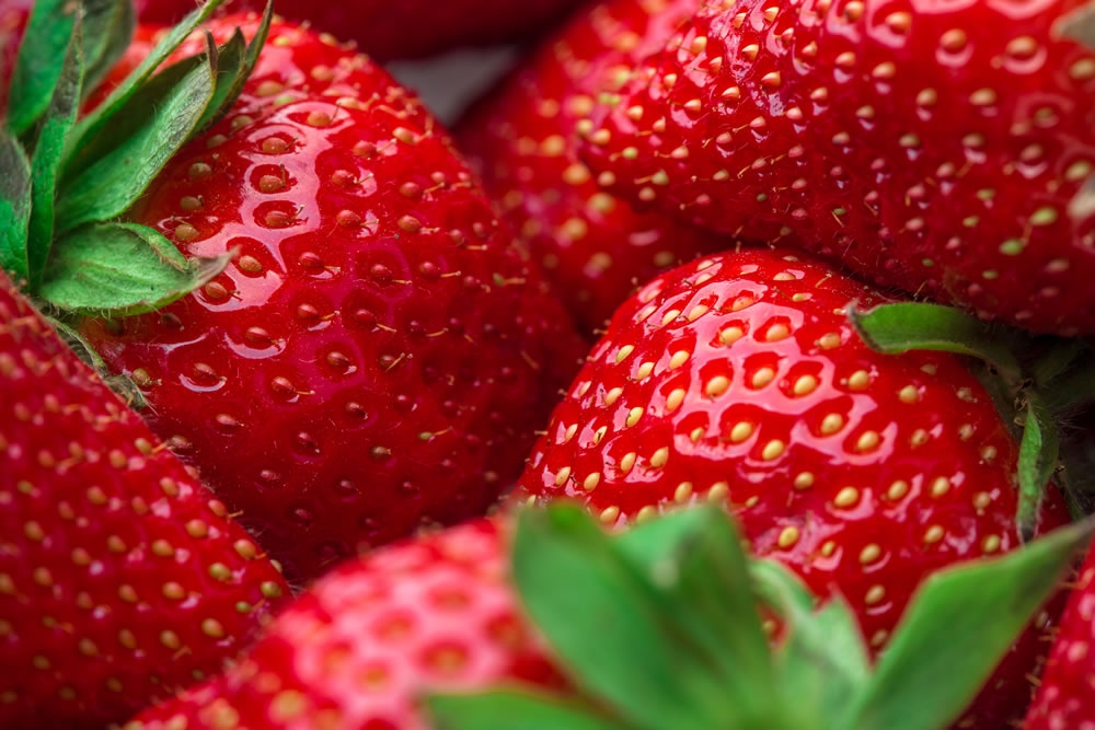 Strawberry Farm | Commercial Greenhouse Manufacturer