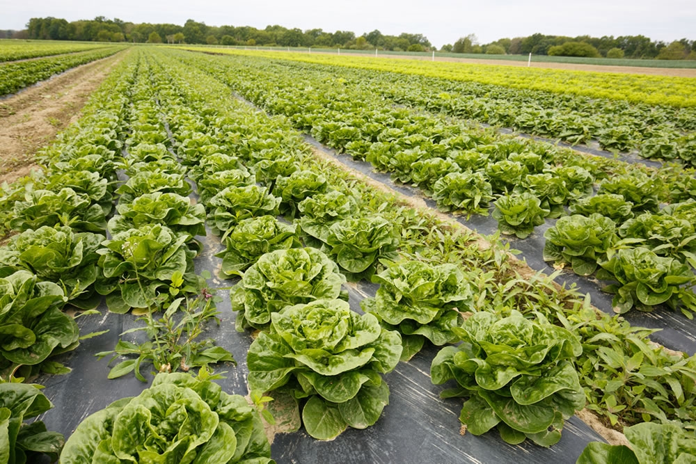 Organic Lettuce Farm | Commercial Greenhouse Manufacturer