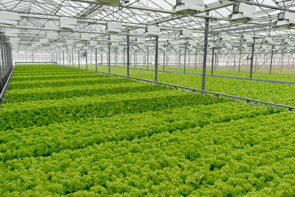Hydroponic Lettuce Grower | Agra Tech