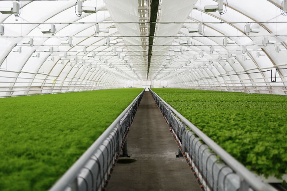 Organic Lettuce Farm | Commercial Greenhouse Manufacturer