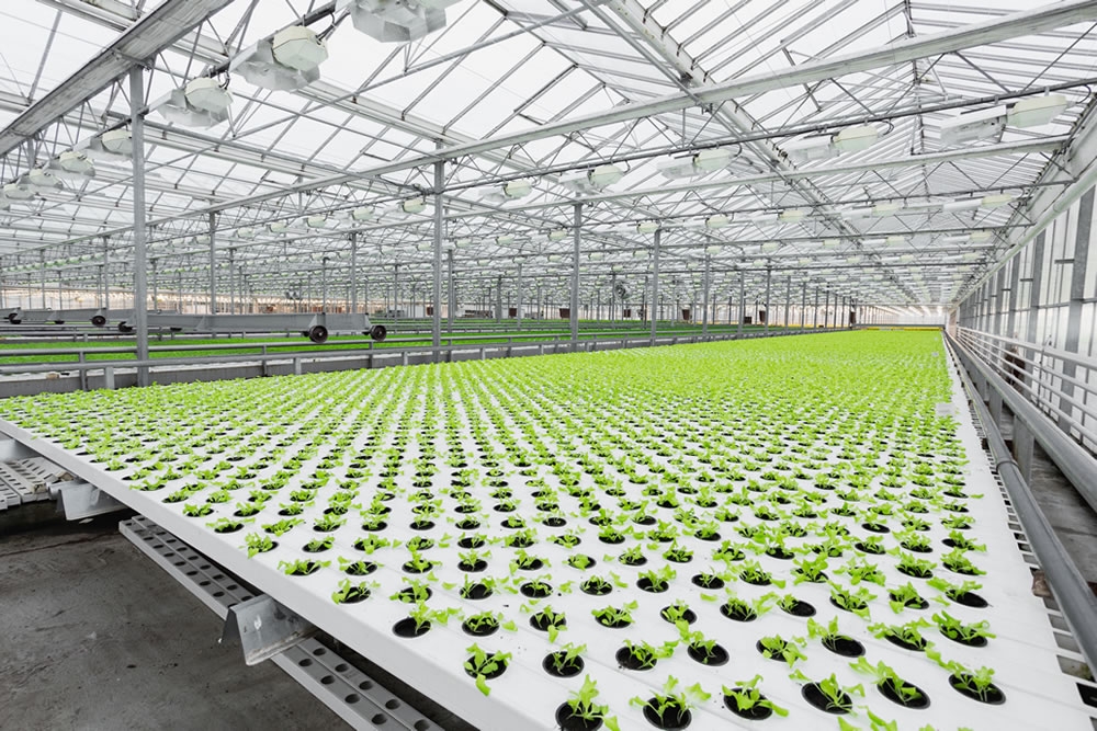 Organic Lettuce Farm | Commercial Greenhouse Manufacturer