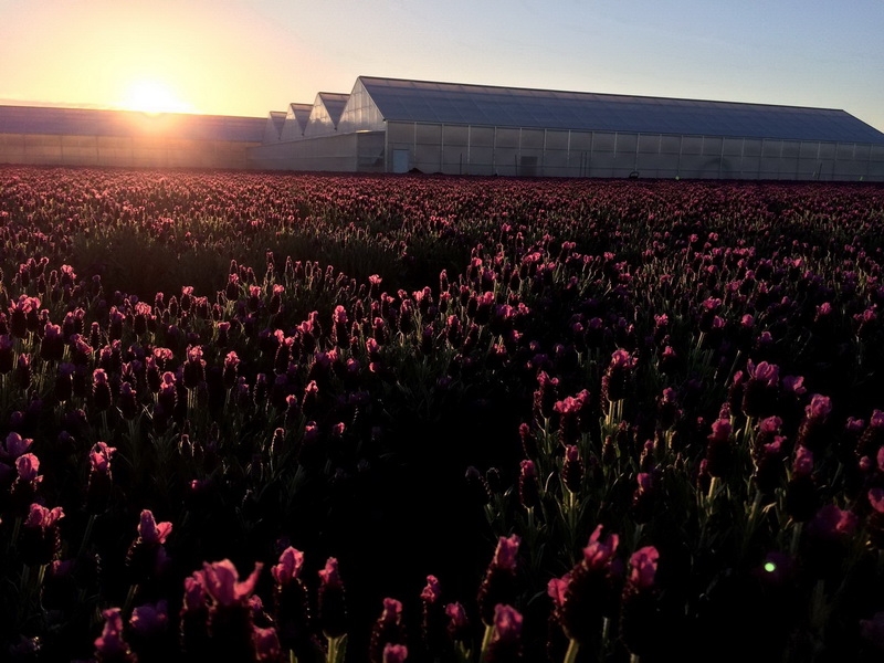 Burchell Nursery