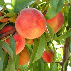 Burchell Peaches | Burchell Nursery