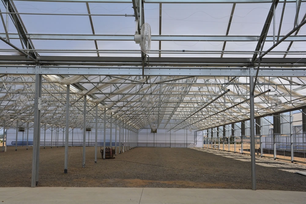 View from headhouse into the Solar Light 42 greenhouses | Commercial Greenhouse Manufacturer