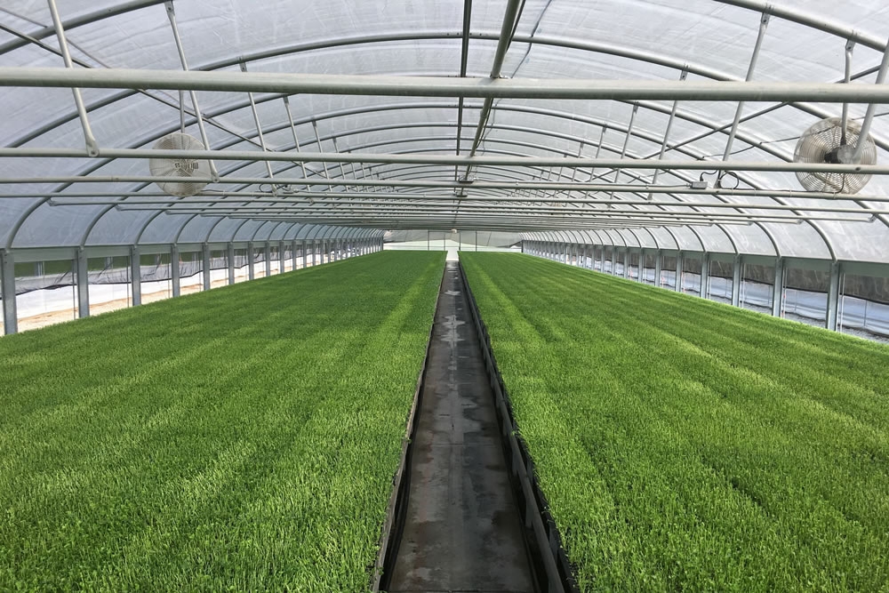 Agra Tech Thermolator 35 greenhouses | Commercial Greenhouse Manufacturer