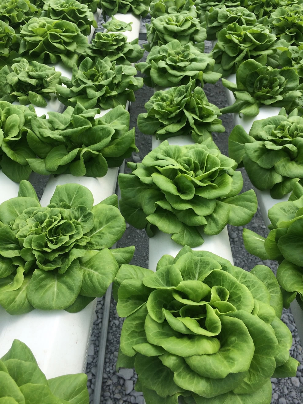 Lettuce ready to pick | Commercial Greenhouse Manufacturer