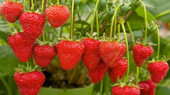 Finest Strawberry Plants | Lassen Canyon Nursery