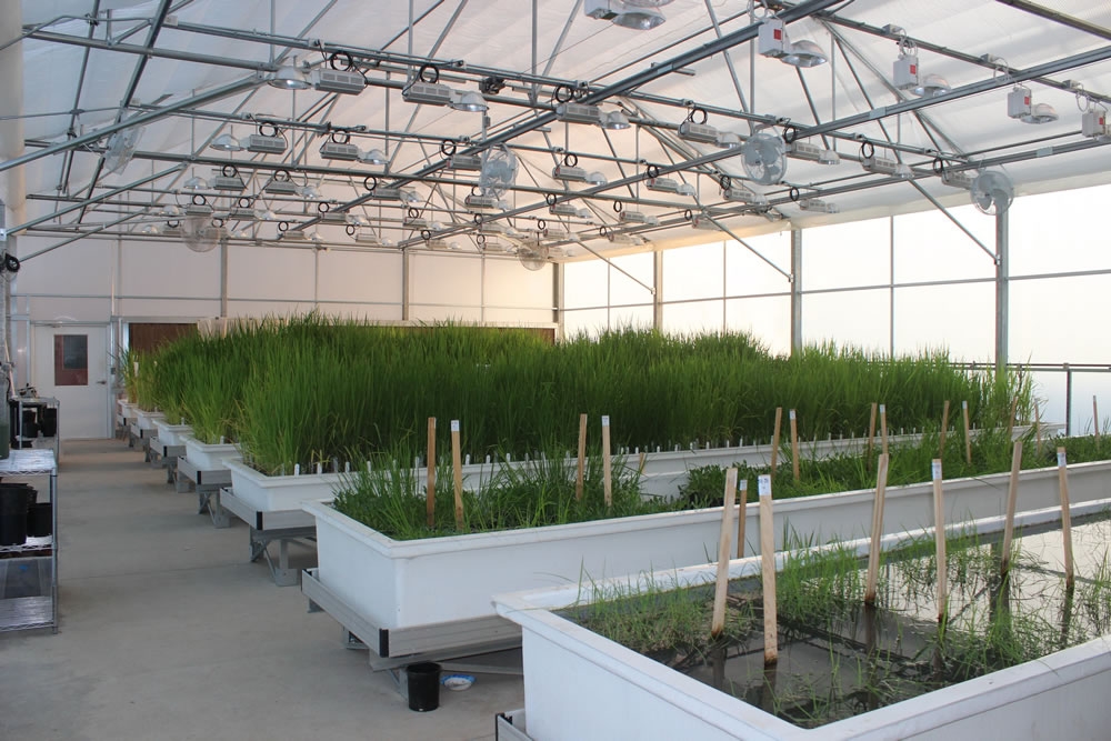 Research greenhouse | Lundberg Farms