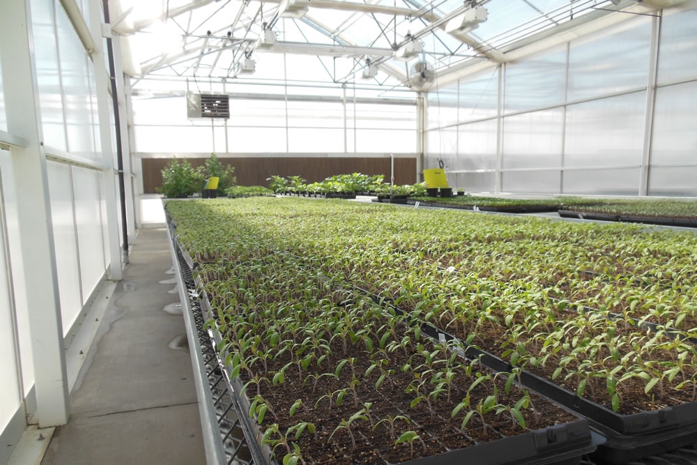 Agra Tech Benches inside Solar Light Greenhouse