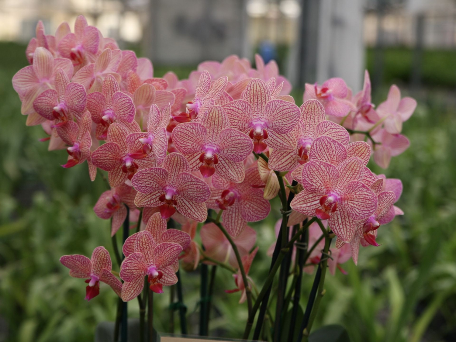 McLellan/Tiasuco America grows incredible orchids