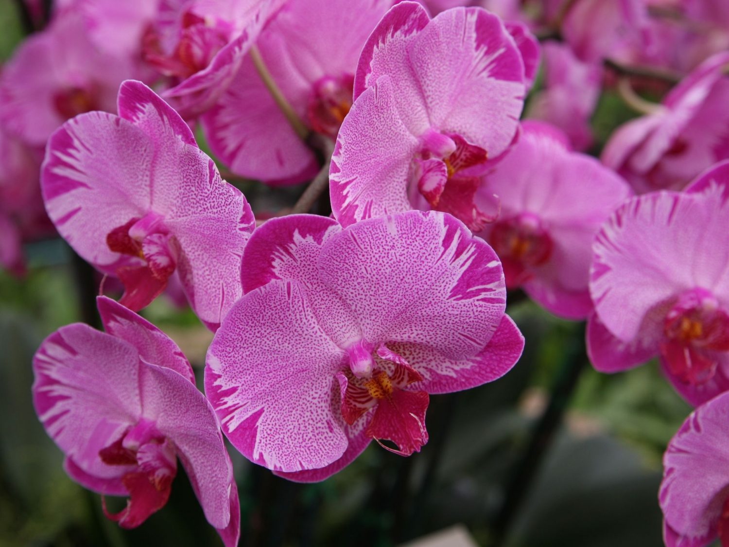 Incredible orchids | McLellan/Tiasuco America