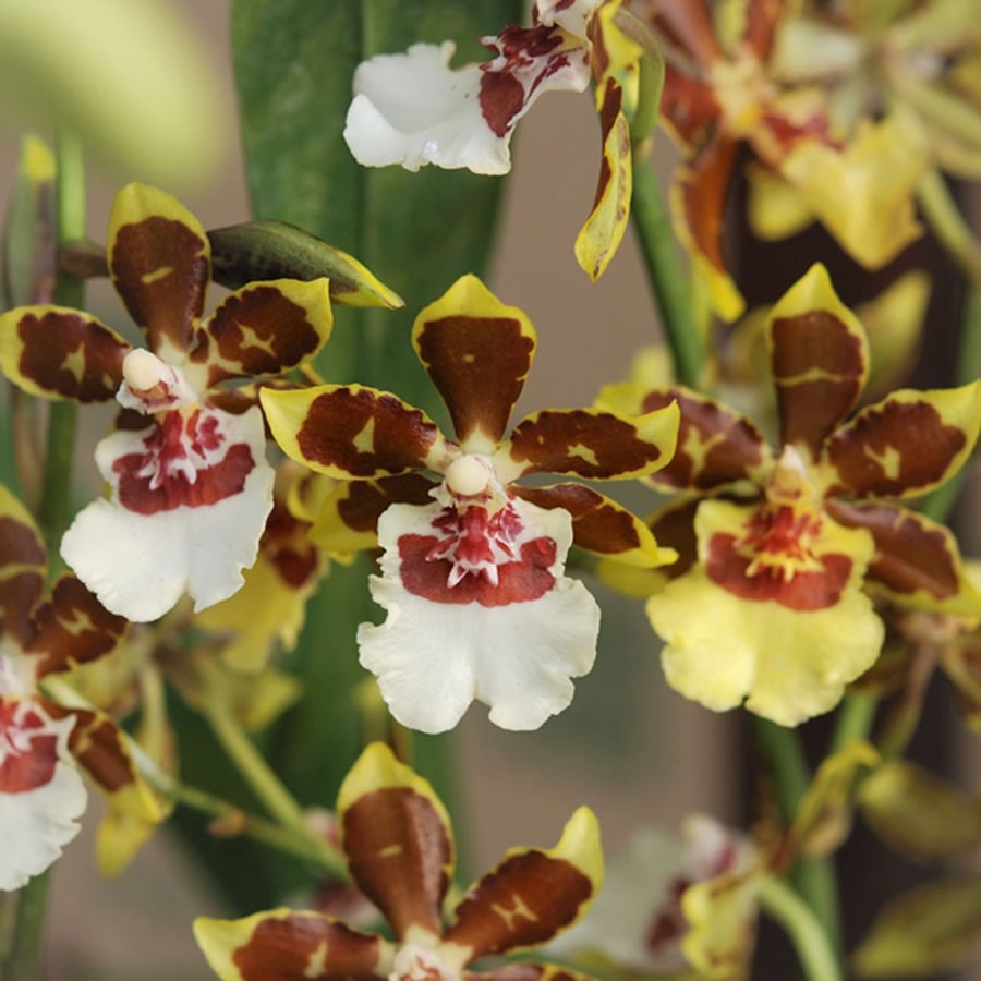 Oncidium orchids | McLellan/Tiasuco America