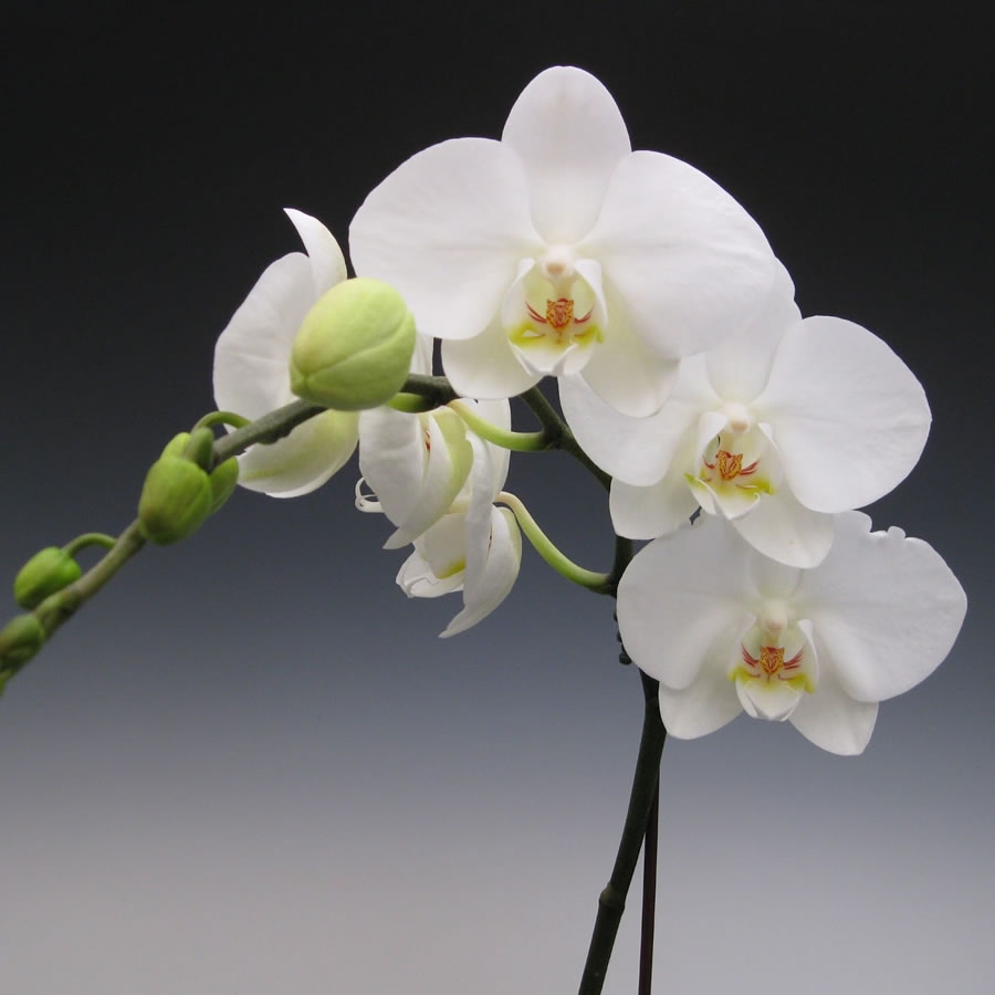 Phalaenopsis orchids | McLellan/Tiasuco America