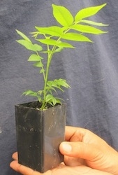 High quality trees at Micro Paradox | Commercial Greenhouse Manufacturer