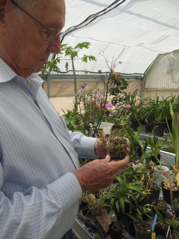 Orchids in the Controlled Environment of Bart's North Slope greenhouse