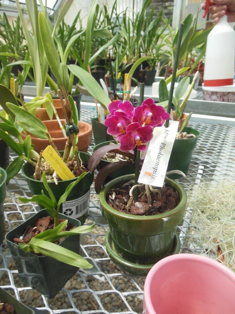 Happy orchids | Commercial Greenhouse Manufacturer