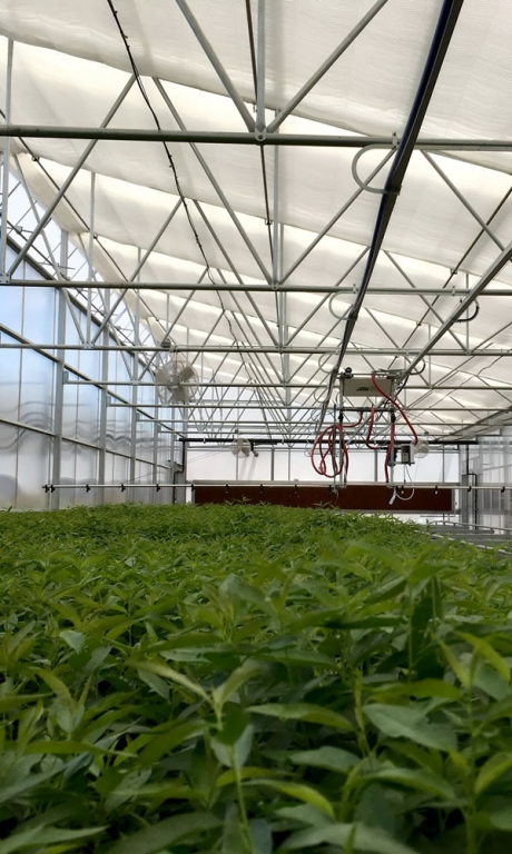  Vegetable Production | Commercial Greenhouse Manufacturer