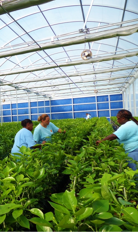 Greenhouse Quote Request | Commercial Greenhouse Manufacturer