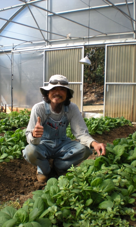 In Ground Greenhouse | Vegetable Production | Vegetable Greenhouse Systems