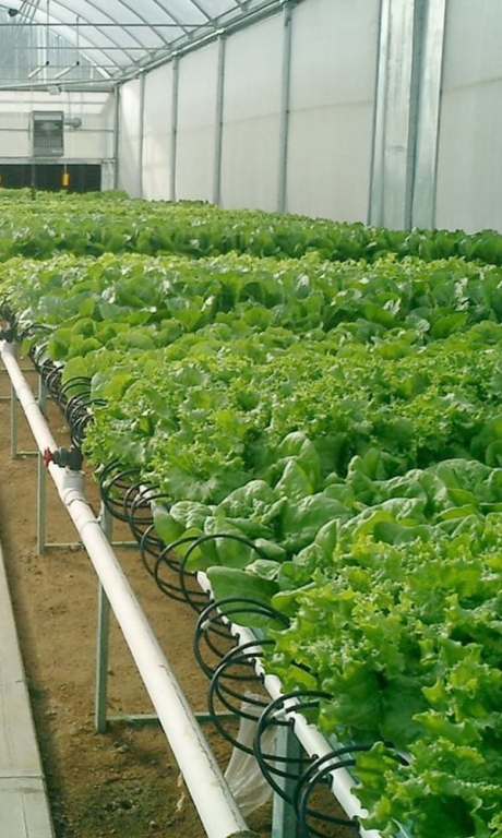 Nutrient Film Technique hydroponics | Vegetable Production | Vegetable Greenhouse Systems