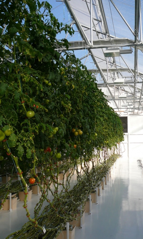 Vine Hydroponic Greenhouse Systems | Vegetable Production | Vegetable Greenhouse Systems