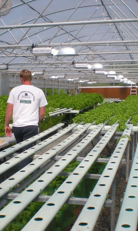 Vegetable Production | Vegetable Greenhouse Systems | Commercial Greenhouses Manufacturer