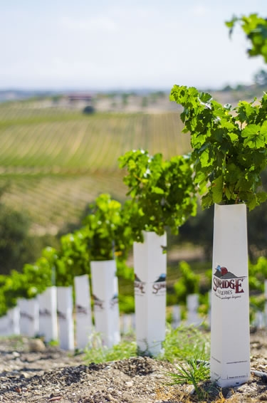 Sunridge Nurseries Plays a Huge Role in the Wine Industry Worldwide